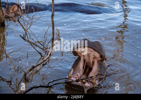 Ein Nilpferd ist ein semi-aquatisches Tier, ziemlich häufig in Flüssen und Seen. Tagsüber bleiben sie kühl, indem sie im Wasser oder Schlamm bleiben. Flusspferde nahmen am Lake St. Lucia Südafrika Hippo Stockfoto