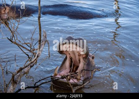 Ein Nilpferd ist ein semi-aquatisches Tier, ziemlich häufig in Flüssen und Seen. Tagsüber bleiben sie kühl, indem sie im Wasser oder Schlamm bleiben. Flusspferde nahmen am Lake St. Lucia Südafrika Hippo Stockfoto