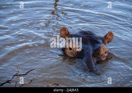 Ein Nilpferd ist ein semi-aquatisches Tier, ziemlich häufig in Flüssen und Seen. Tagsüber bleiben sie kühl, indem sie im Wasser oder Schlamm bleiben. Flusspferde nahmen am Lake St. Lucia Südafrika Hippo Stockfoto