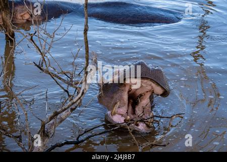 Ein Nilpferd ist ein semi-aquatisches Tier, ziemlich häufig in Flüssen und Seen. Tagsüber bleiben sie kühl, indem sie im Wasser oder Schlamm bleiben. Flusspferde nahmen am Lake St. Lucia Südafrika Hippo Stockfoto