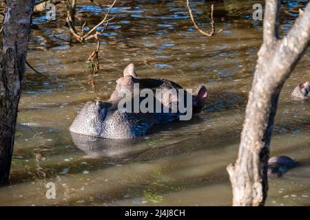 Ein Nilpferd ist ein semi-aquatisches Tier, ziemlich häufig in Flüssen und Seen. Tagsüber bleiben sie kühl, indem sie im Wasser oder Schlamm bleiben. Flusspferde nahmen am Lake St. Lucia Südafrika Hippo Stockfoto