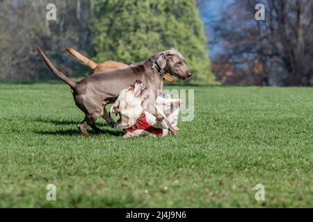 Northampton, Großbritannien. Wetter, 16. April 2022. Hunde treffen sich im Abington Park und haben Spaß am frühen Morgen am Osterwochenende. Kredit: Keith J Smith./Alamy Live Nachrichten. Stockfoto