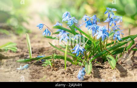 Blaue Schneeglöckchen und das erste Grün im Sonnenlicht. Seitenansicht, selektiver Fokus. Stockfoto
