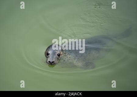 Common oder Harbour Seal (Phocina vitulina) im Cornish Seal Sanctuary, Gweek, Cornwall, Großbritannien. Stockfoto