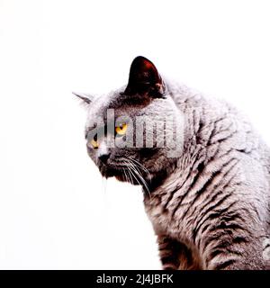 Nahaufnahme einer gruseligen schwarzen Katze, die mit durchdringenden gelben Augen vor einem weißen Hintergrund starrt Stockfoto