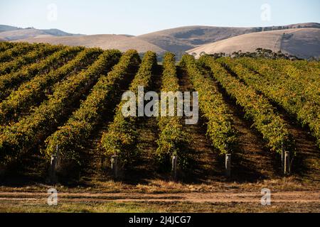 Weinberg Herbst rowland flach Stockfoto