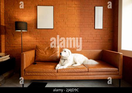 Niedlicher weißer entzückender Hund auf der Couch im modernen Apartment Stockfoto