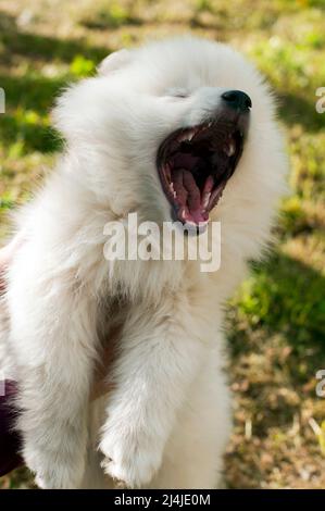 Junge Pomski Hunderasse gepflegt und gesund Pomski, ein exquisiter Welpe mit einem guten Temperament im Freien an einem sonnigen Tag Stockfoto