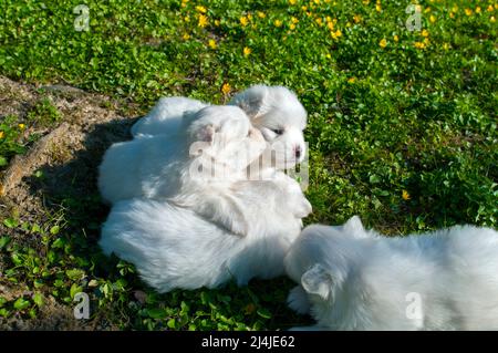 Junge Pomski Hunderasse gepflegt und gesund Pomski, ein exquisiter Welpe mit einem guten Temperament im Freien an einem sonnigen Tag Stockfoto