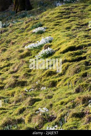 Schneeglöckchen sind auf einem Hügel in Swaledale, Yorkshire Dales National Park, eingebürgert Stockfoto
