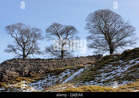 Three Sisters, Three Trees auf Whitaside, in der Nähe von Swaledale, Yorkshire Dales National Park Stockfoto