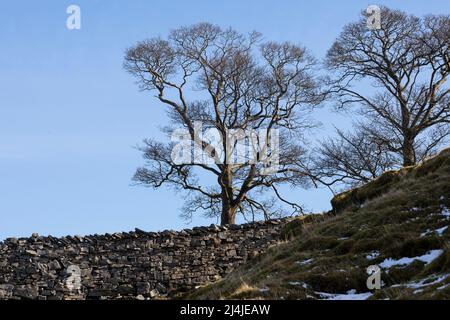 Three Sisters, Three Trees auf Whitaside, in der Nähe von Swaledale, Yorkshire Dales National Park Stockfoto