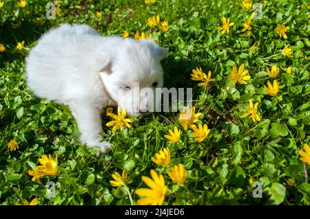 Junge Pomski Hunderasse gepflegt und gesund Pomski, ein exquisiter Welpe mit einem guten Temperament im Freien an einem sonnigen Tag Stockfoto