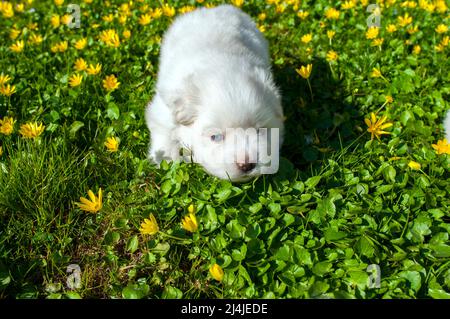 Junge Pomski Hunderasse gepflegt und gesund Pomski, ein exquisiter Welpe mit einem guten Temperament im Freien an einem sonnigen Tag Stockfoto