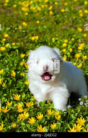 Junge Pomski Hunderasse gepflegt und gesund Pomski, ein exquisiter Welpe mit einem guten Temperament im Freien an einem sonnigen Tag Stockfoto