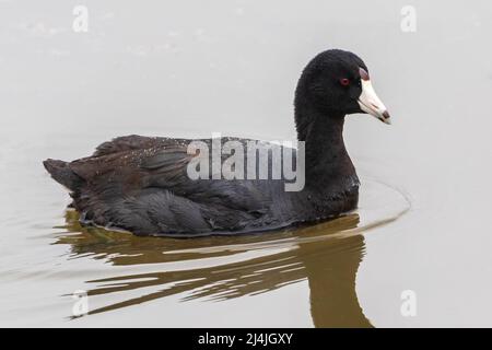 Nahaufnahme des im Teich schwimmenden American Coot Water Bird Stockfoto