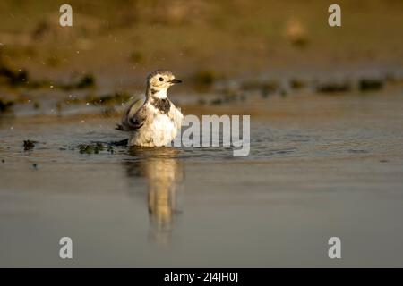 Weiße Bachstelze oder motacilla Alba aus der Nähe oder Portrait Baden oder Planschen in Pfützen Wasser im keoladeo Nationalpark oder bharatpur Vogelschutzgebiet indien Stockfoto