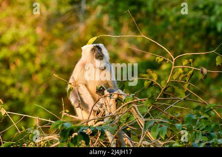 Himalayan Tarai grau langur oder nördlichen Ebenen grau langur in natürlichen grünen Hintergrund mit lustigen Ausdruck in jim corbett Nationalpark Wald indien Stockfoto