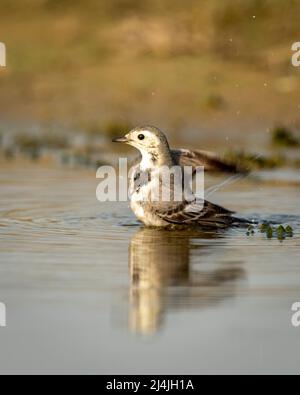 Weiße Bachstelze oder motacilla Alba aus der Nähe oder Portrait Baden oder Planschen in Pfützen Wasser im keoladeo Nationalpark oder bharatpur Vogelschutzgebiet indien Stockfoto