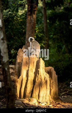 Himalaya Tarai grau Langur oder nördlichen Ebenen grau Langur Porträt auf Termitenhügel in natürlichen grünen Hintergrund im jim corbett Nationalpark Wald Stockfoto