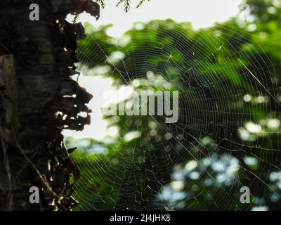 Eine Nahaufnahme eines Spinnennetzes mit einem unfokussierten Hintergrund mit Bäumen Stockfoto