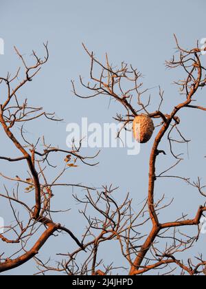 Ein großer runder Bienenstock auf einer Baumkrone. Ein Bienenstock ist eine geschlossene Struktur, in der einige Honigbienenarten der Untergattung APIs leben und ihre Jungen aufziehen. Stockfoto