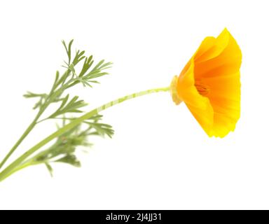 Flora von Gran Canaria - Eschschscholzia californica, der kalifornische Mohn, eingeführt und invasive Arten, isoliert auf Weiß Stockfoto