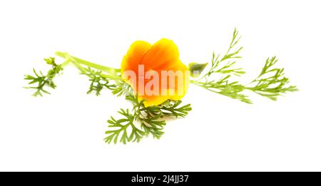 Flora von Gran Canaria - Eschschscholzia californica, der kalifornische Mohn, eingeführt und invasive Arten, isoliert auf Weiß Stockfoto