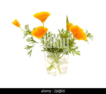 Flora von Gran Canaria - Eschschscholzia californica, der kalifornische Mohn, eingeführt und invasive Arten, isoliert auf Weiß Stockfoto