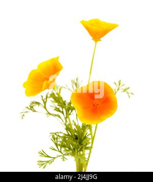 Flora von Gran Canaria - Eschschscholzia californica, der kalifornische Mohn, eingeführt und invasive Arten, isoliert auf Weiß Stockfoto