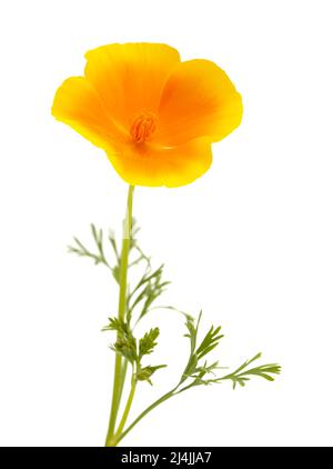 Flora von Gran Canaria - Eschschscholzia californica, der kalifornische Mohn, eingeführt und invasive Arten, isoliert auf Weiß Stockfoto