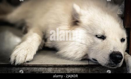 BANNER Nahaufnahme Vorderansicht Foto große weiße flauschige Haustier Hund schwarz nasse Nase, Lügenschlaf auf dem Boden traurig aussehen warten auf Besitzer oder krank. Humane Behandlung Stockfoto