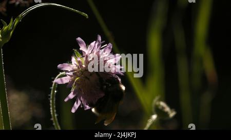 Insekten in der Makrofotografie. Kreativ. Eine große Hummel, die auf einer violetten Blume in einem langen grünen Gras sitzt. Stockfoto