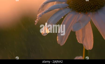 Kleine Blumen im Regen. Kreativ. Gänseblümchen, aufgenommen in Makrofotografie, auf denen Regen fällt und kleine Wassertropfen verbleiben. Stockfoto