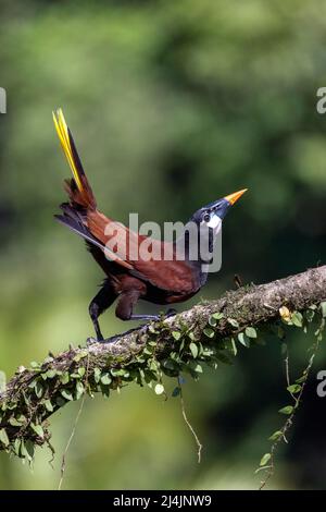 Montezuma Oropendola (Psarocolius montezuma) Frau mit Balzverhalten - La Laguna del Lagarto Eco-Lodge, Boca Tapada, Costa Rica Stockfoto