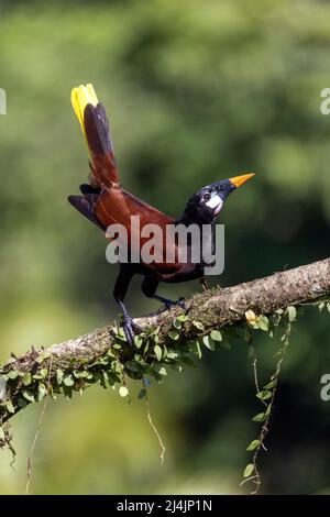 Montezuma Oropendola (Psarocolius montezuma) Frau mit Balzverhalten - La Laguna del Lagarto Eco-Lodge, Boca Tapada, Costa Rica Stockfoto