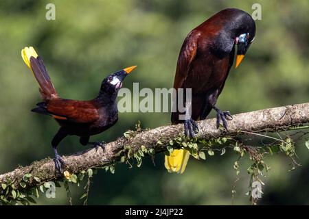 Montezuma Oropendola (Psarocolius montezuma) Männchen (rechts) und Weibchen (links) in der Balzdisplakette - La Laguna del Lagarto Eco-Lodge, Boca Tapada, Costa Stockfoto