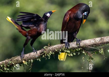 Montezuma Oropendola (Psarocolius montezuma) männlich (rechts) und weiblich (links) - La Laguna del Lagarto Eco-Lodge, Boca Tapada, Costa Rica Stockfoto