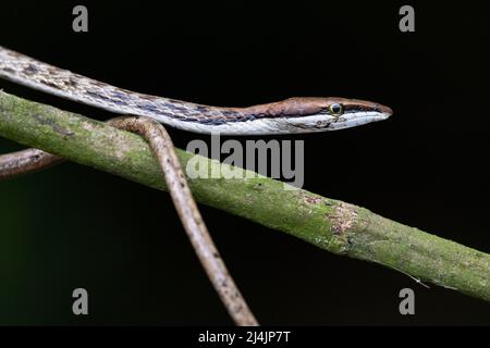 Braune Weinschlange (Oxybelis aeneus) - La Laguna del Lagarto Eco-Lodge, Boca Tapada, Costa Rica Stockfoto