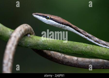 Braune Weinschlange (Oxybelis aeneus) - La Laguna del Lagarto Eco-Lodge, Boca Tapada, Costa Rica Stockfoto