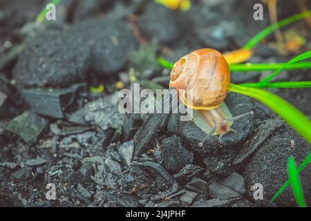 Die Schnecke Läuft Auf Den Kohlen. Stockfoto