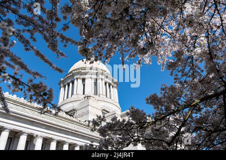 sakura Blüte und uns Kapitol. Washington State Capitol. Gesetzgebendes Gebäude in Olympia Stockfoto