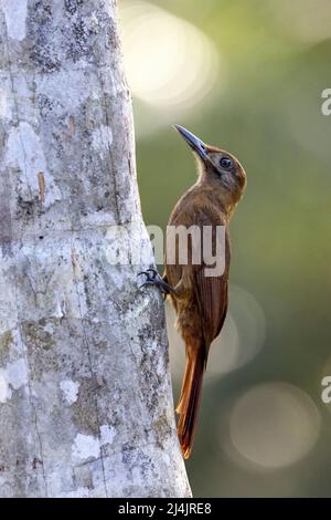 Einfarbig-brauner waldläufer (Dendrocinca fuliginosa) - La Laguna del Lagarto Eco-Lodge, Boca Tapada, Costa Rica Stockfoto