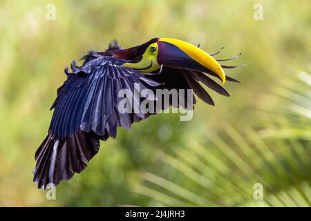 Gelbkehliger Tukan (Ramphastos ambiguus) im Flug - La Laguna del Lagarto Eco-Lodge, Boca Tapada, Costa Rica Stockfoto