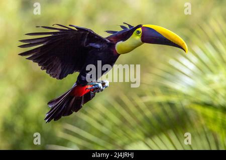 Gelbkehliger Tukan (Ramphastos ambiguus) im Flug - La Laguna del Lagarto Eco-Lodge, Boca Tapada, Costa Rica Stockfoto