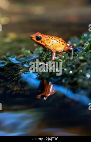 Erdbeergift-Dartfrosch (Oophaga pumilio, früher Dendrobates pumilio). 'Blue Jeans' Farbmorph - La Laguna del Lagarto Eco-Lodge, Boca Tapada, Stockfoto