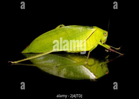 Nahaufnahme der grünen Blatt-imitierten Katydid - La Laguna del Lagarto Eco-Lodge, Boca Tapada, Costa Rica Stockfoto