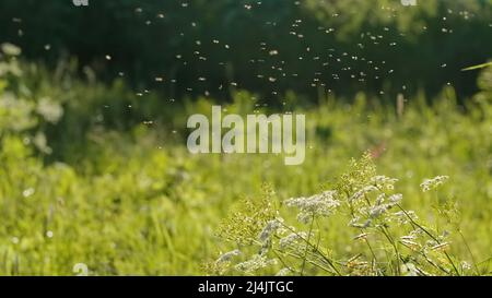 Kleine Mücken . Viele Fliegen kreisen um die Blumen und die Sonne scheint hell auf sie. Stockfoto