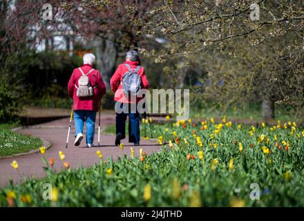 Berlin, Deutschland. 16. April 2022. Zwei Frauen laufen mit ihren Nordic Walking Stöcken auf einer blühenden Tupel-Wiese. Quelle: Monika Skolimowska/dpa/Alamy Live News Stockfoto