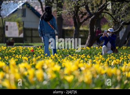 Berlin, Deutschland. 16. April 2022. Zwei Besucher fotografieren auf einer blühenden Wiese im Britzer Garten. Quelle: Monika Skolimowska/dpa/Alamy Live News Stockfoto